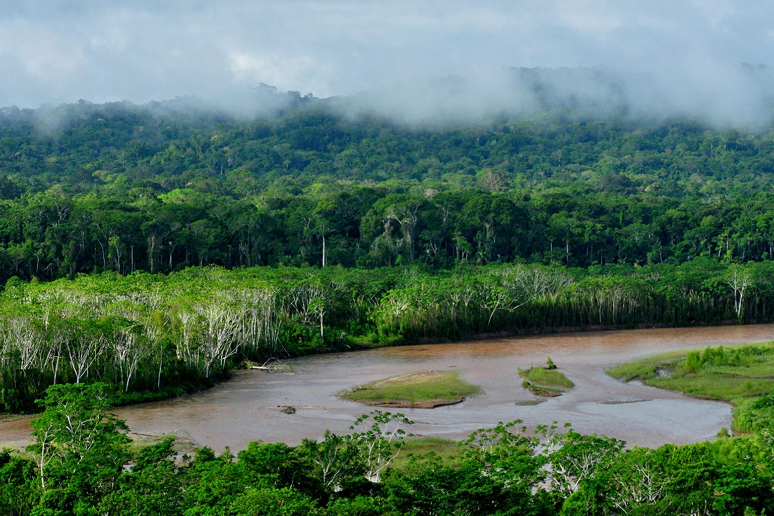 Selva
