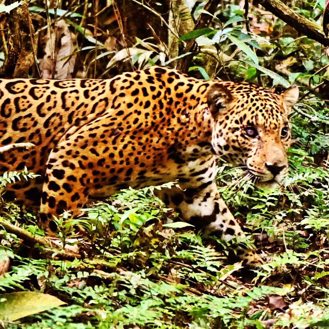 JAGUAR TOUR 5D/4N