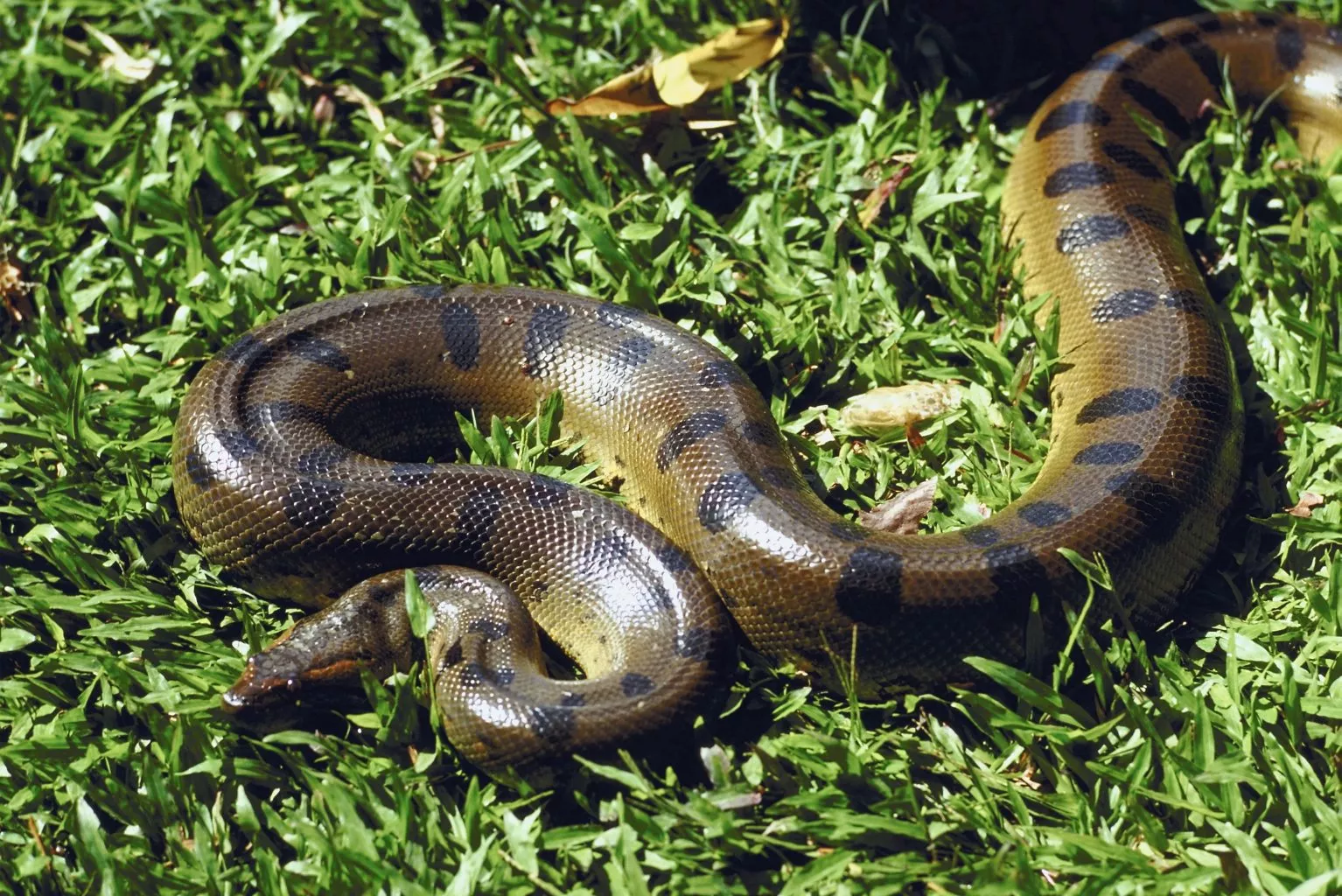 ANACONDA TOUR 3D/2N