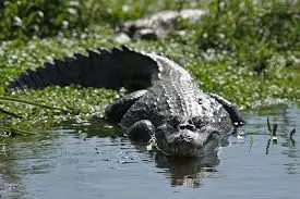 PARABA- LAGARTO (COMBINADO ) TOUR 4D/3N